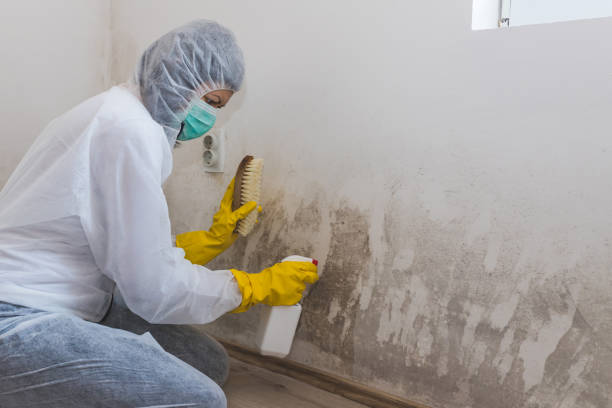 Best Residential Mold Remediation in Dalton, GA