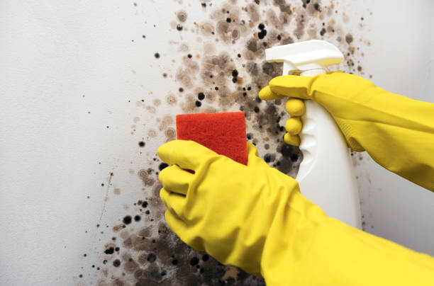 Best Post-Flood Mold Remediation in Dalton, GA