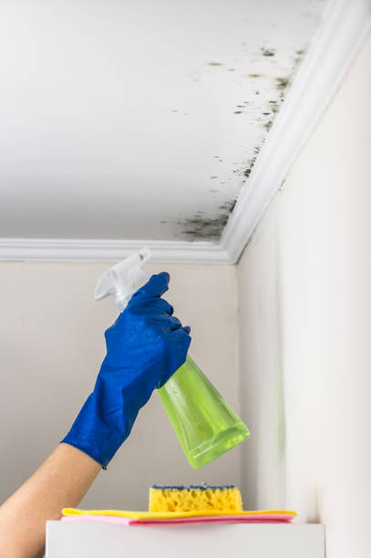 Best HVAC Mold Remediation in Dalton, GA