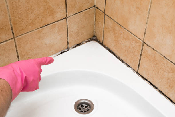 Best Emergency Mold Remediation in Dalton, GA